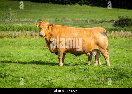 Grosse vache debout sur un champ avec de l'herbe verte Banque D'Images