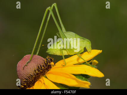 Katydid Bush sur nymphe black-eyed Susan flower Banque D'Images