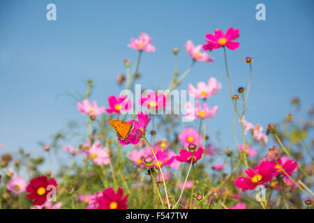 Fleurs Cosmos rose avec un papillon Banque D'Images