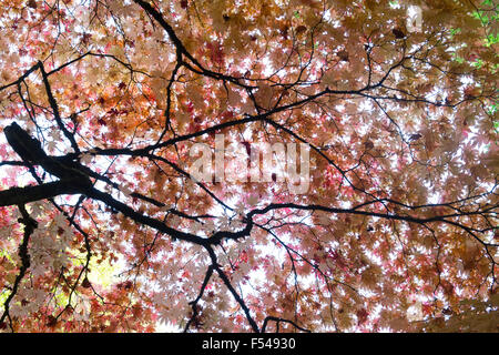 Acer circinatum. Vine Maple canopy en automne Banque D'Images