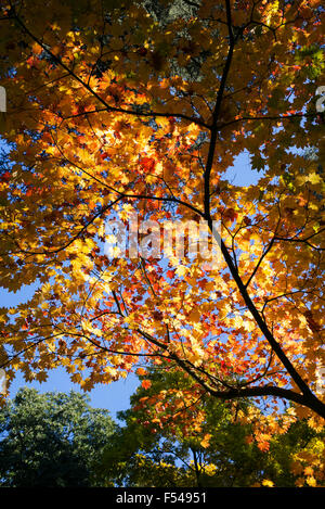 Acer japonicum vitiforum. Le Japanese Maple en automne Banque D'Images