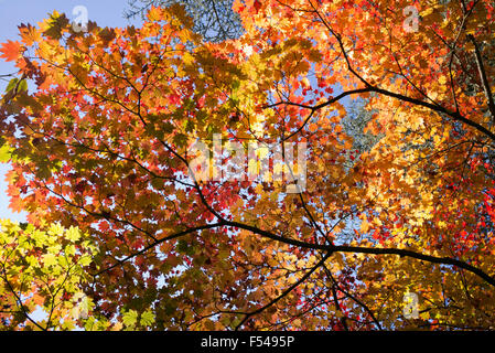 Acer japonicum vitiforum. Le Japanese Maple en automne Banque D'Images