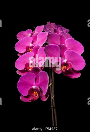 Accueil orchidée phalaenopsis plante, noir isolé Banque D'Images