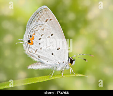 L'image de rêve d'un petit papillon bleu Queue de l'Est repose sur un brin d'herbe Banque D'Images