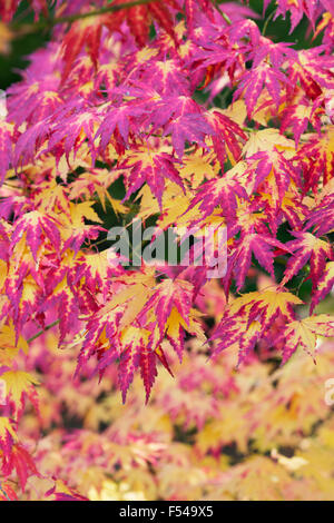 Acer palmatum Amoenum. En automne de l'érable japonais Banque D'Images