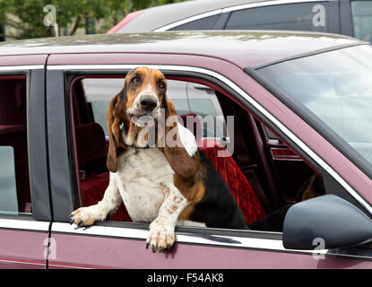 Friendly basset-hound de socialisation. Banque D'Images