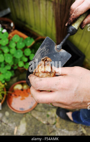 Close up of female gardener mains printemps plantation bulbes de jonquilles avec une truelle Banque D'Images