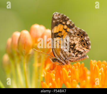 Damier Gorgone sur une alimentation papillon Butterflyweed orange Banque D'Images