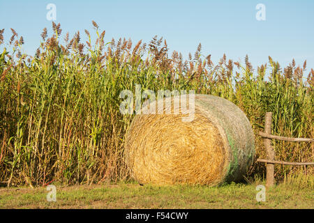 Balle de foin à côté d'un champ de sorgho prêt pour la récolte - contexte agricole Banque D'Images