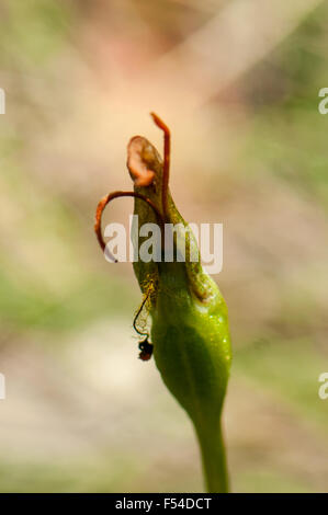 Pterostylis sp. aff. plumosa, Woodland Orchid Greenhood barbu Banque D'Images