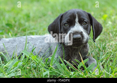 German Short Haired Pointer chiot portant sur l'herbe Banque D'Images