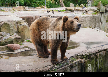 Ours brun (Ursus arctos) Comité permanent, side view Banque D'Images