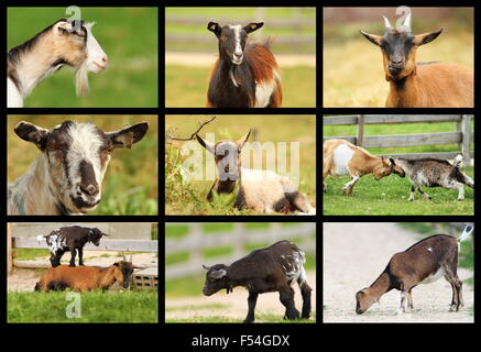 Collection d'images avec des chèvres de la ferme bio Banque D'Images