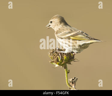 Tarin des pins de manger les graines sur un tournesol sauvage à sec Banque D'Images