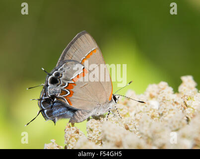 Petit papillon porte-queue à bandes rouges, Calycopis cécrops, reposant sur une fleur blanche Banque D'Images