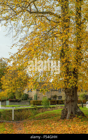 Arbre d'automne à Lower Slaughter dans les Cotswolds Gloucestershire. Un village très populaire auprès des visiteurs et touristes. Banque D'Images