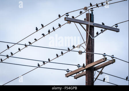 Une volée d'oiseaux se perchent sur les lignes d'alimentation à Muskogee en Oklahoma. USA. Banque D'Images
