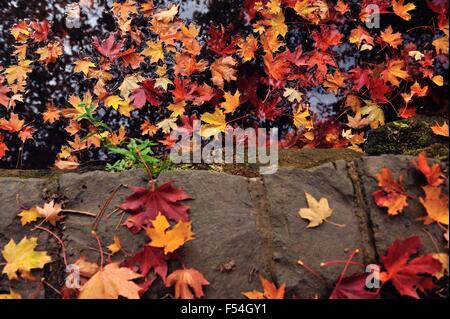 Glasgow, Ecosse, Royaume-Uni. 27 Oct, 2015. Les feuilles colorées flottent dans l'étang à Pollok Park. Crédit : Tony Clerkson/Alamy Live News Banque D'Images