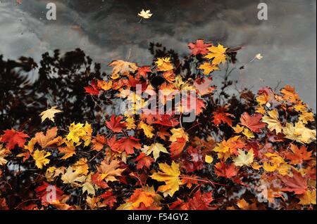 Glasgow, Ecosse, Royaume-Uni. 27 Oct, 2015. Les feuilles colorées flottent dans l'étang à Pollok Park. Crédit : Tony Clerkson/Alamy Live News Banque D'Images