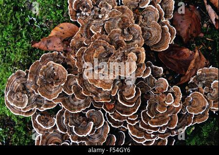 Glasgow, Ecosse, Royaume-Uni. 27 Oct, 2015. Les patrons des champignons dans le parc Crédit : Tony Clerkson/Alamy Live News Banque D'Images