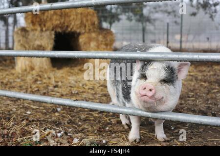 Un sourire heureux à la tête d'un cochon dans une ferme au sanctuaire. Banque D'Images
