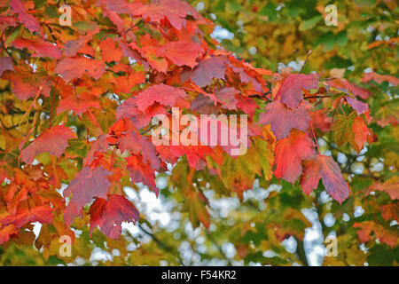 Feuilles d'automne sur tree Royaume-Uni Banque D'Images