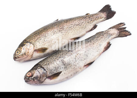 Deux truites arc-en-ciel isolé sur blanc. Banque D'Images