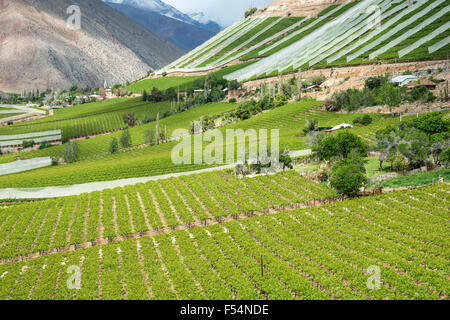 Vignobles de la vallée d'Elqui, Andes partie du désert d'Atacama dans la région de Coquimbo, Chili Banque D'Images