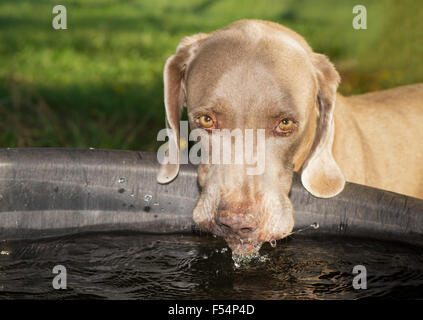 Chien braque de boire d'un abreuvoir cheval, les projections d'eau. Banque D'Images