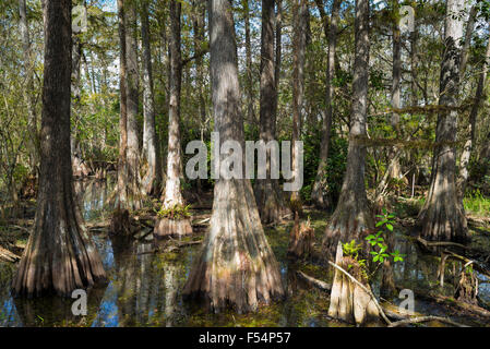 Forêt de cyprès chauve Taxodium distichum et réflexions dans swamp dans les Everglades de Floride, USA Banque D'Images