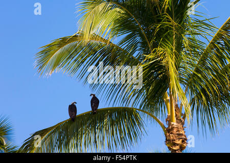 Paire d'Osprey, Pandion haliaetus, sur la branche de palmier, Captiva Island, en Floride, USA Banque D'Images