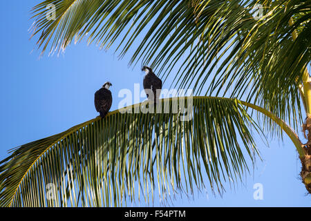 Paire d'Osprey, Pandion haliaetus, sur la branche de palmier, Captiva Island, en Floride, USA Banque D'Images