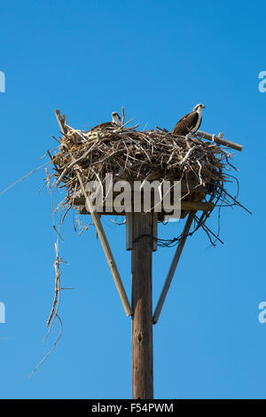 Paire de Pandion haliaetus Osprey, adultes, garde d'oiseaux nichent sur l'île de Captiva en Floride, USA Banque D'Images