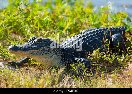 Alligator juvénile au pèlerin J.N. 'Ding' Darling National Wildlife Reserve, Captiva Island, Floride, USA Banque D'Images