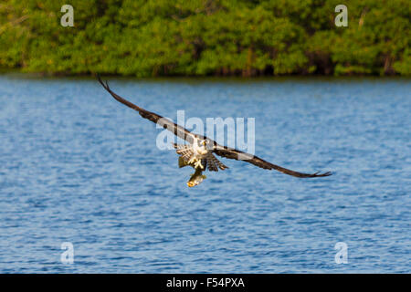 Le balbuzard pêcheur, Pandion haliaetus, en fuite après la capture du poisson et le mulet à volants terrain sûr de le manger, Captiva Island, Floride, USA Banque D'Images