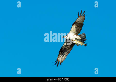 Le balbuzard pêcheur, Pandion haliaetus, en fuite après la capture du poisson et le mulet à volants terrain sûr de le manger, Captiva Island, Floride, USA Banque D'Images