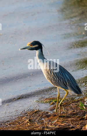 Bihoreau gris-jaune, Nyctanassa violacea, échassier par lagoon dans les zones humides sur Captiva Island, Floride, USA Banque D'Images