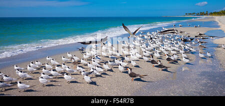 Royal Terns, Thalasseus maximus, et Black Skimmer - Rynchops Niger, flocking sur la plage de Captiva Island, Floride, États-Unis Banque D'Images