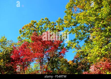 Couleurs d'automne automne dynamique dans les arbres debout Banque D'Images