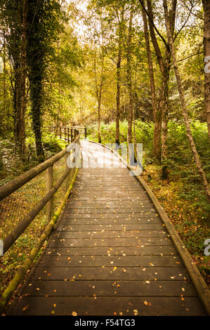 Par l'intermédiaire de passerelle en bois bouleau automnales à Tomnafinnoge forestiers Bois près de Tinahely à Wicklow Irlande Banque D'Images