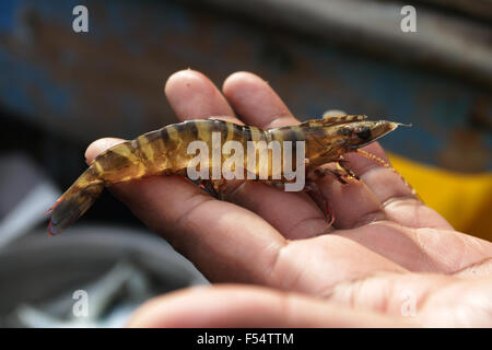 Crevettes crues dans les mains Banque D'Images