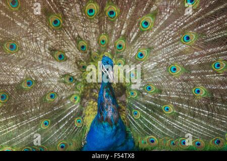 Photo horizontale de close up of peacock montrant ses belles plumes. Banque D'Images