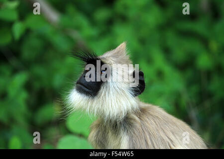 Langurs gris ou langurs Hanuman, la plus répandue de langurs de l'Asie du Sud, sont un groupe de l'Ancien Monde. Banque D'Images