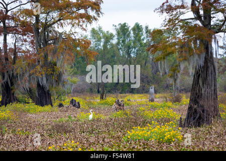 Grande Aigrette Ardea alba, d'oiseaux, et le cyprès chauve des arbres dans la réserve nationale de faune de marais Atchafalaya, les bayous de Louisiane, USA Banque D'Images