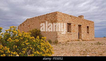 Ruines du 19ème siècle historique Carcory homestead, maison en pierre avec des fleurs sauvages fleurissent sous ciel d'orage, outback Australie Banque D'Images