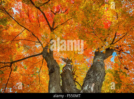 Vue vers le haut d'un grand arbre avec de l'érable rouge, jaune, orange et les feuilles d'automne contre le ciel Banque D'Images