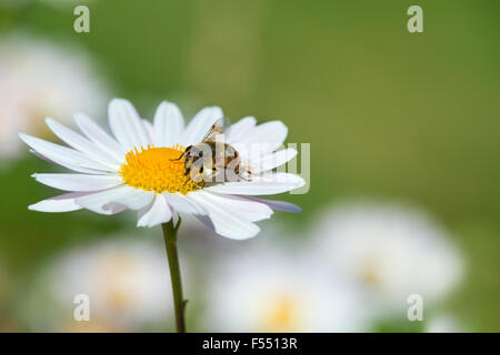 Abeille pollinisant marguerite blanche ou sur le pré de fleurs de camomille Banque D'Images