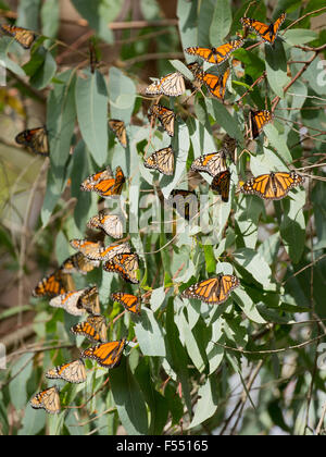 Le monarque (Danaus plexippus) Banque D'Images