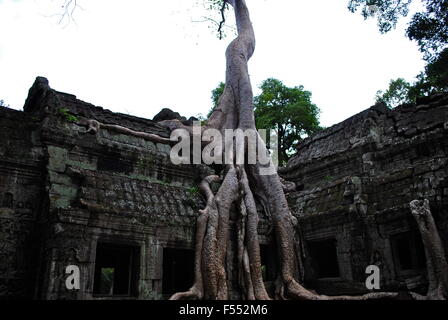 Arbre géant couvrant les pierres du temple de Ta Prohm à Angkor Wat (Siem Reap, Cambodge). Banque D'Images