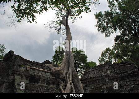 Banians sur les ruines dans Ta Prohm temple, Cambodge Banque D'Images